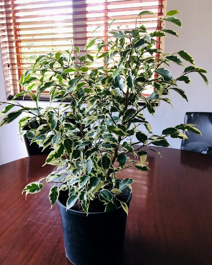 A ficus with green and cream leaves growing in a black nursery pot on a wooden table.