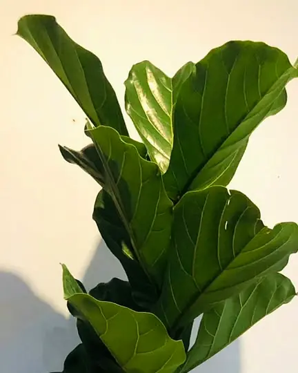 Large glossy leaves of a fiddle leaf fig against a white wall.