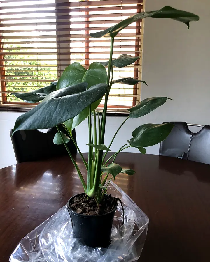 A young Monstera in a black nursery pot with a clear plastic wrap, on a wooden table.