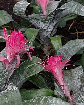 Aechmea, illustrative photo of this kind of plant