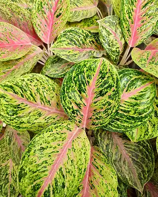 Aglaonema P. Beauty, illustrative photo of this kind of plant
