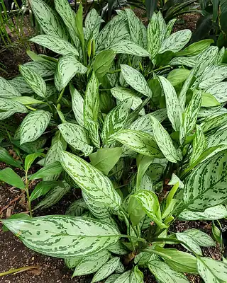 Aglaonema, illustrative photo of this kind of plant