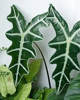 Alocasia Amazonica, illustrative photo of this kind of plant