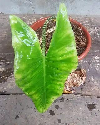 Alocasia, illustrative photo of this kind of plant