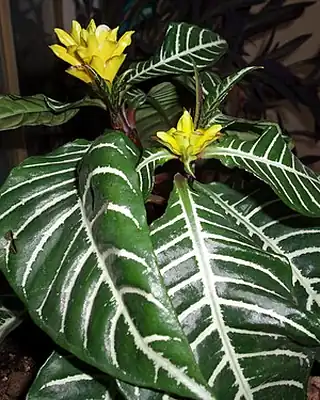 Aphelandra, illustrative photo of this kind of plant