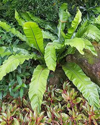 Asplenium, illustrative photo of this kind of plant