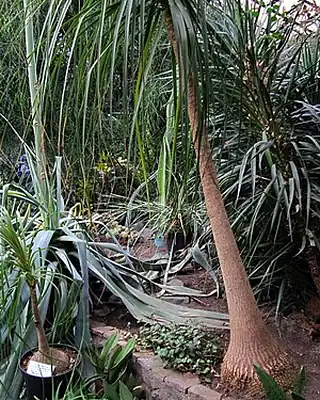 Beaucarnea, illustrative photo of this kind of plant