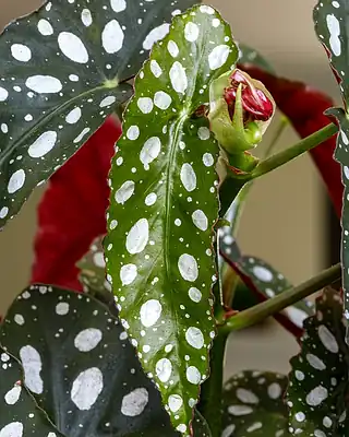Begonia, illustrative photo of this kind of plant