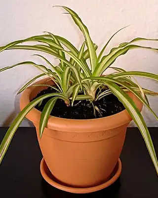 Chlorophytum, illustrative photo of this kind of plant