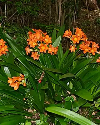 Clivia, illustrative photo of this kind of plant