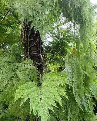 Davallia, illustrative photo of this kind of plant