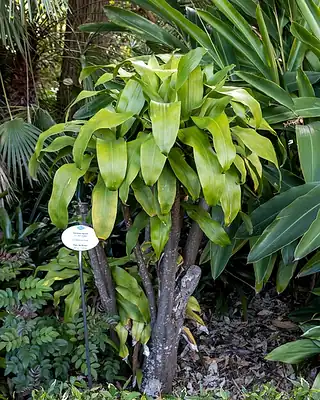 Dracaena compacta, illustrative photo of this kind of plant