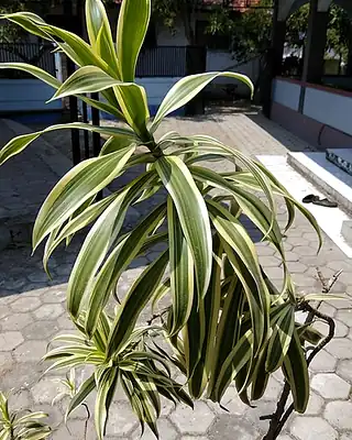 Dracaena, illustrative photo of this kind of plant