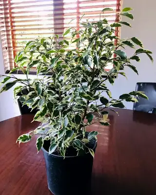 A ficus with green and cream leaves growing in a black nursery pot on a wooden table.