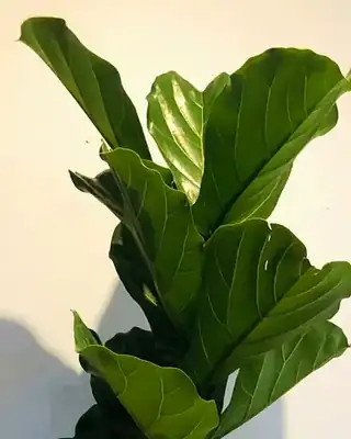 Large glossy leaves of a fiddle leaf fig against a white wall.