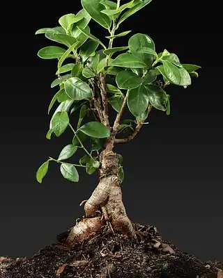 Ficus Moclame, illustrative photo of this kind of plant