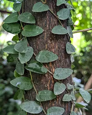 Ficus pumila, illustrative photo of this kind of plant