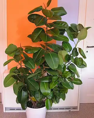 Ficus Robusta, illustrative photo of this kind of plant