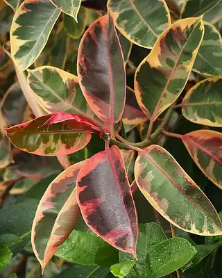 Ficus Tresor, illustrative photo of this kind of plant