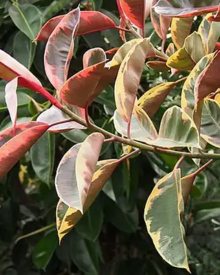 Ficus, illustrative photo of this kind of plant