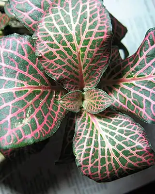 Fittonia, illustrative photo of this kind of plant