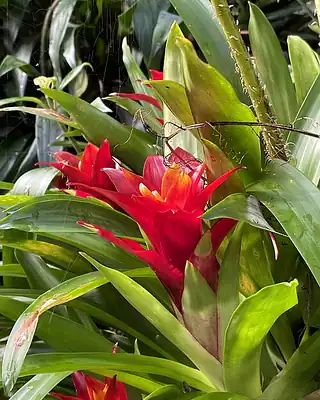 Guzmania, illustrative photo of this kind of plant