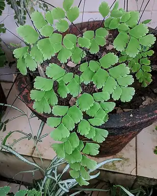 Maidenhair, illustrative photo of this kind of plant