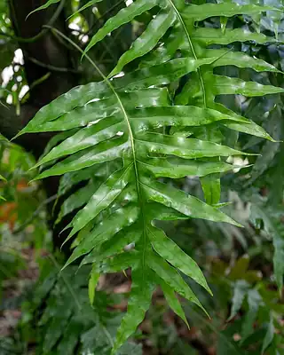 Microsorum, illustrative photo of this kind of plant