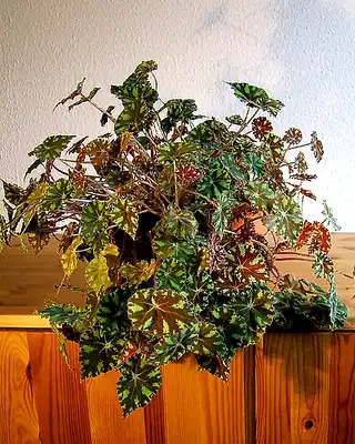 Mixed bowl, illustrative photo of this kind of plant