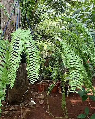 Nephrolepis, illustrative photo of this kind of plant
