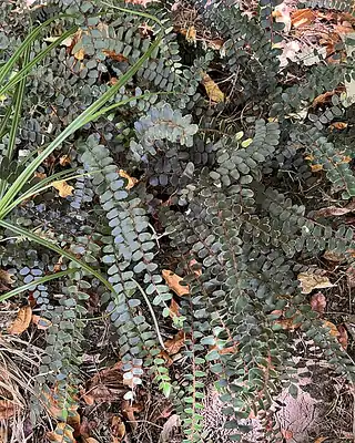 Pellaea, illustrative photo of this kind of plant