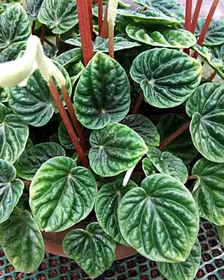 Peperomia Cap, illustrative photo of this kind of plant