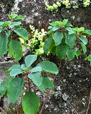 Peperomia Hope, illustrative photo of this kind of plant