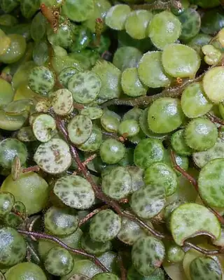 Peperomia prostrata, illustrative photo of this kind of plant