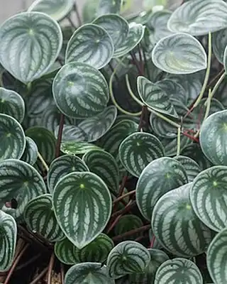 Peperomia Watermelon, illustrative photo of this kind of plant