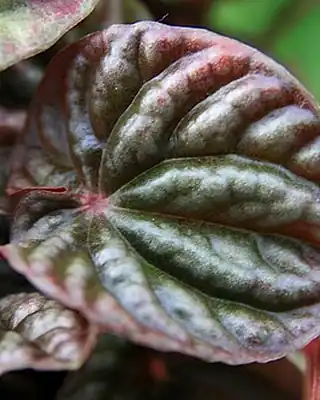 Peperomia Zorro, illustrative photo of this kind of plant