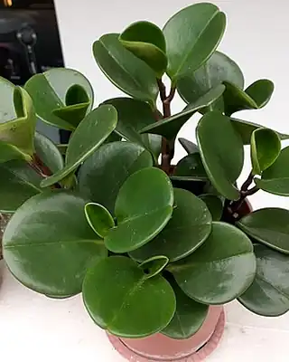 Peperomia, illustrative photo of this kind of plant