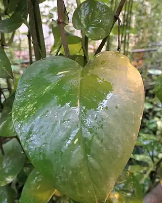 Philodendron scandens, illustrative photo of this kind of plant