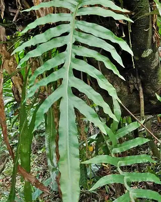 Phlebodium, illustrative photo of this kind of plant