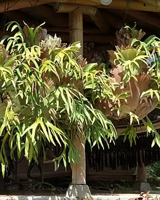 Platycerium, illustrative photo of this kind of plant