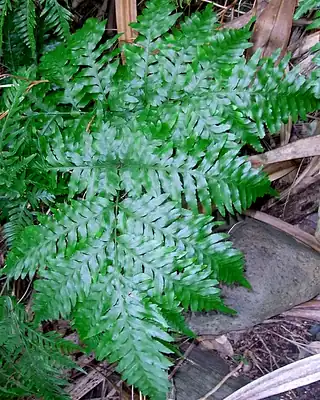 Pteris stramina, illustrative photo of this kind of plant