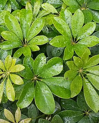 Schefflera Golden Capella, illustrative photo of this kind of plant