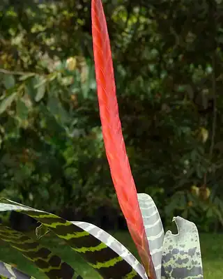 Vriesea, illustrative photo of this kind of plant