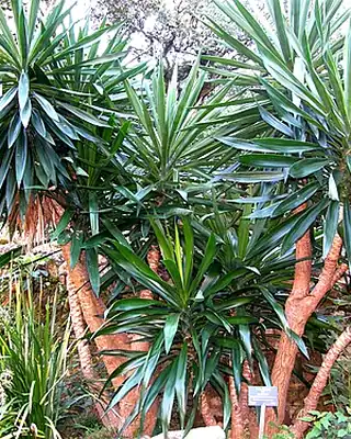 Yucca, illustrative photo of this kind of plant