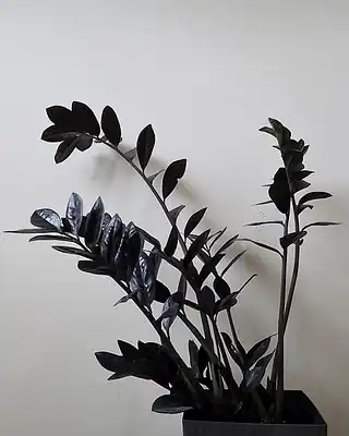 Zamioculcas Black, illustrative photo of this kind of plant