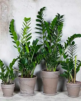Zamioculcas, illustrative photo of this kind of plant
