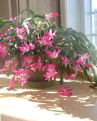 Zygocactus, illustrative photo of this kind of plant