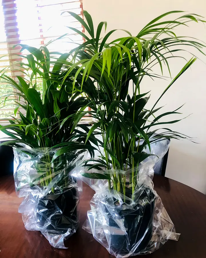 Two palms in black nursery pots, wrapped in clear plastic, standing on a wooden table.